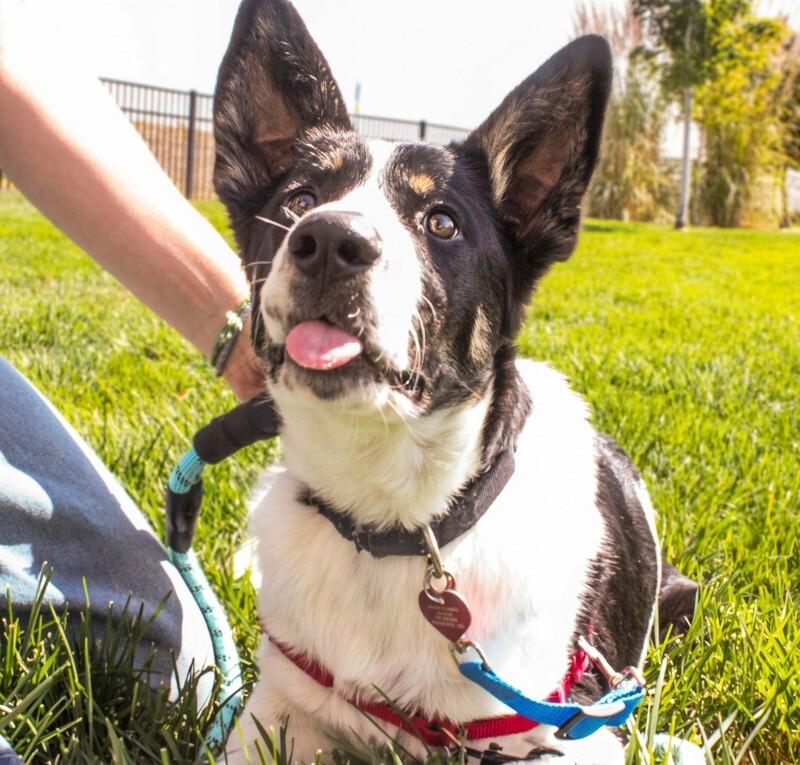 Enlarge Simms, a Adoptable mixed breed in Westminster, CO image 4/6