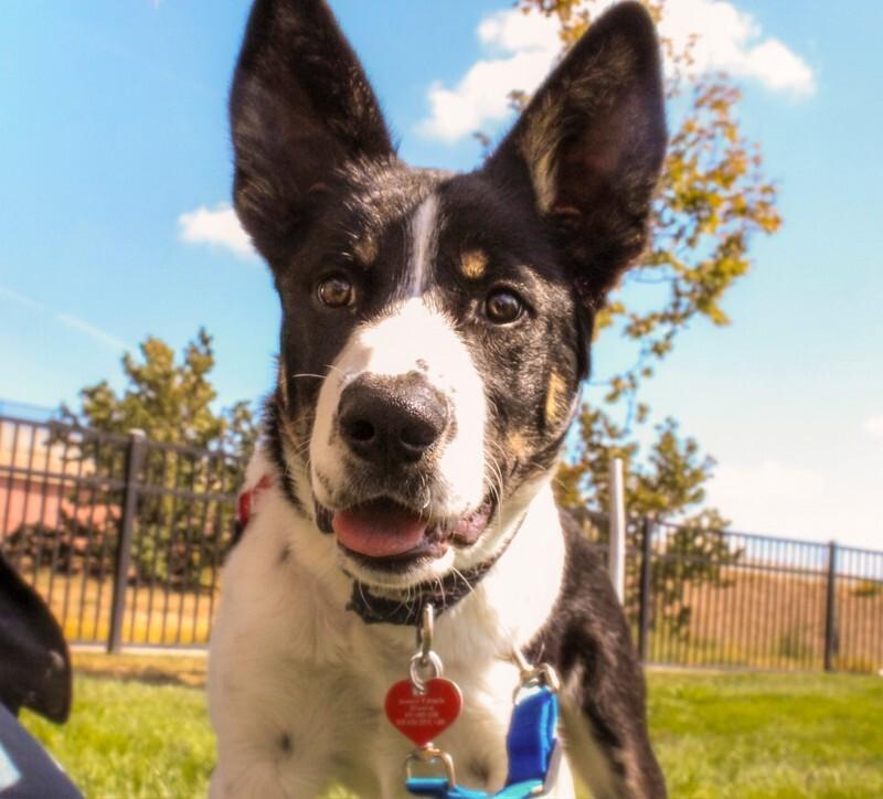 Enlarge Simms, a Adoptable mixed breed in Westminster, CO image 5/6