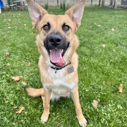 Lila, Adoptable, Adult Female Mixed Breed.