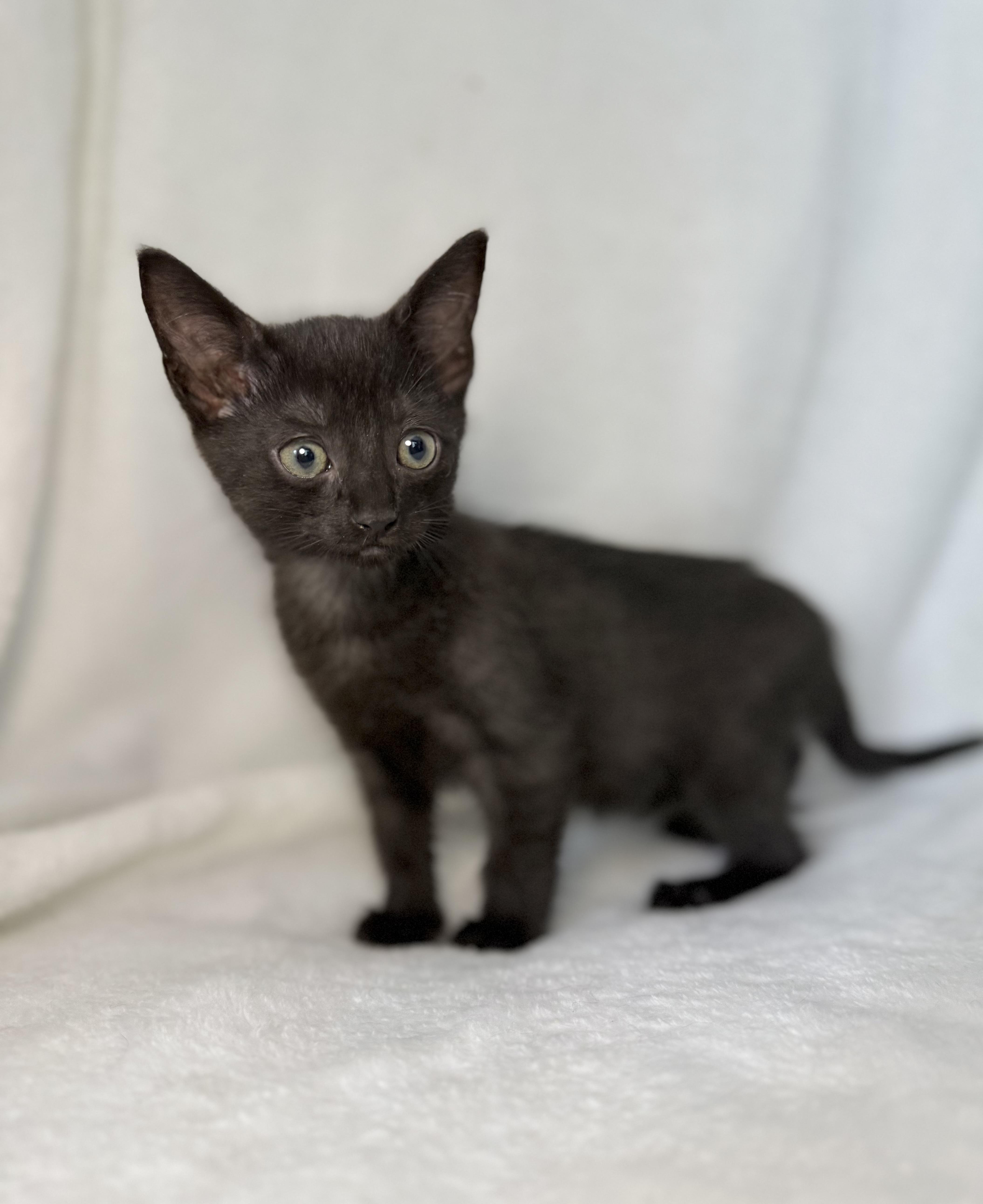 Enlarge Sweets, a Adoptable Domestic Short Hair in Greensboro, NC image 1/4