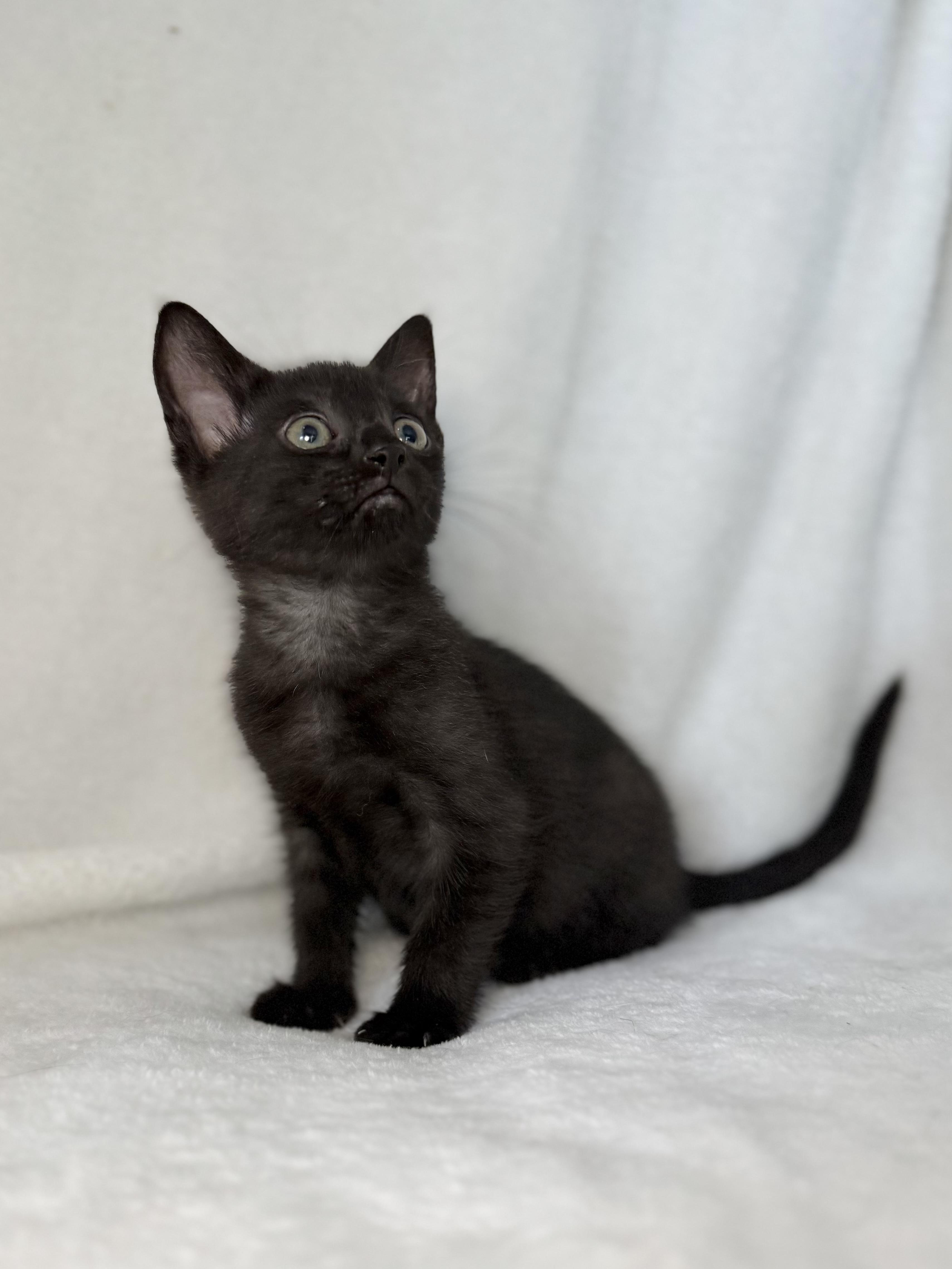 Enlarge Sweets, a Adoptable Domestic Short Hair in Greensboro, NC image 2/4