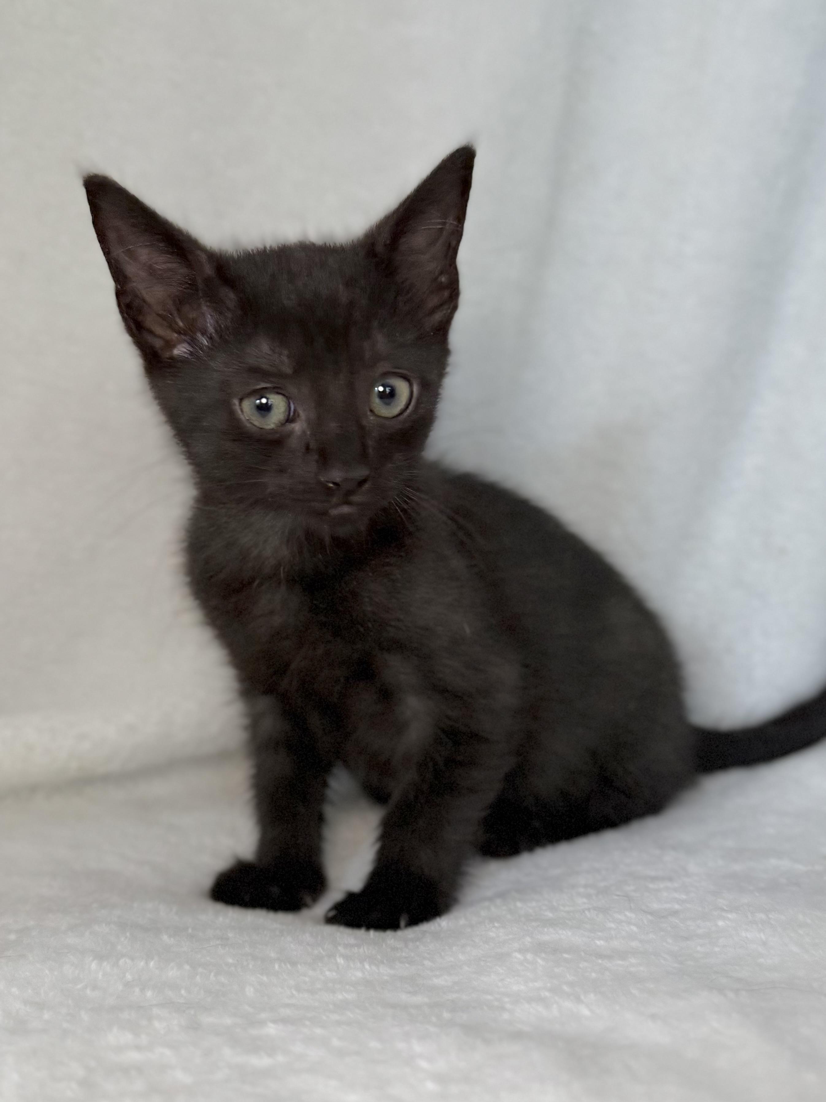 Enlarge Sweets, a Adoptable Domestic Short Hair in Greensboro, NC image 3/4