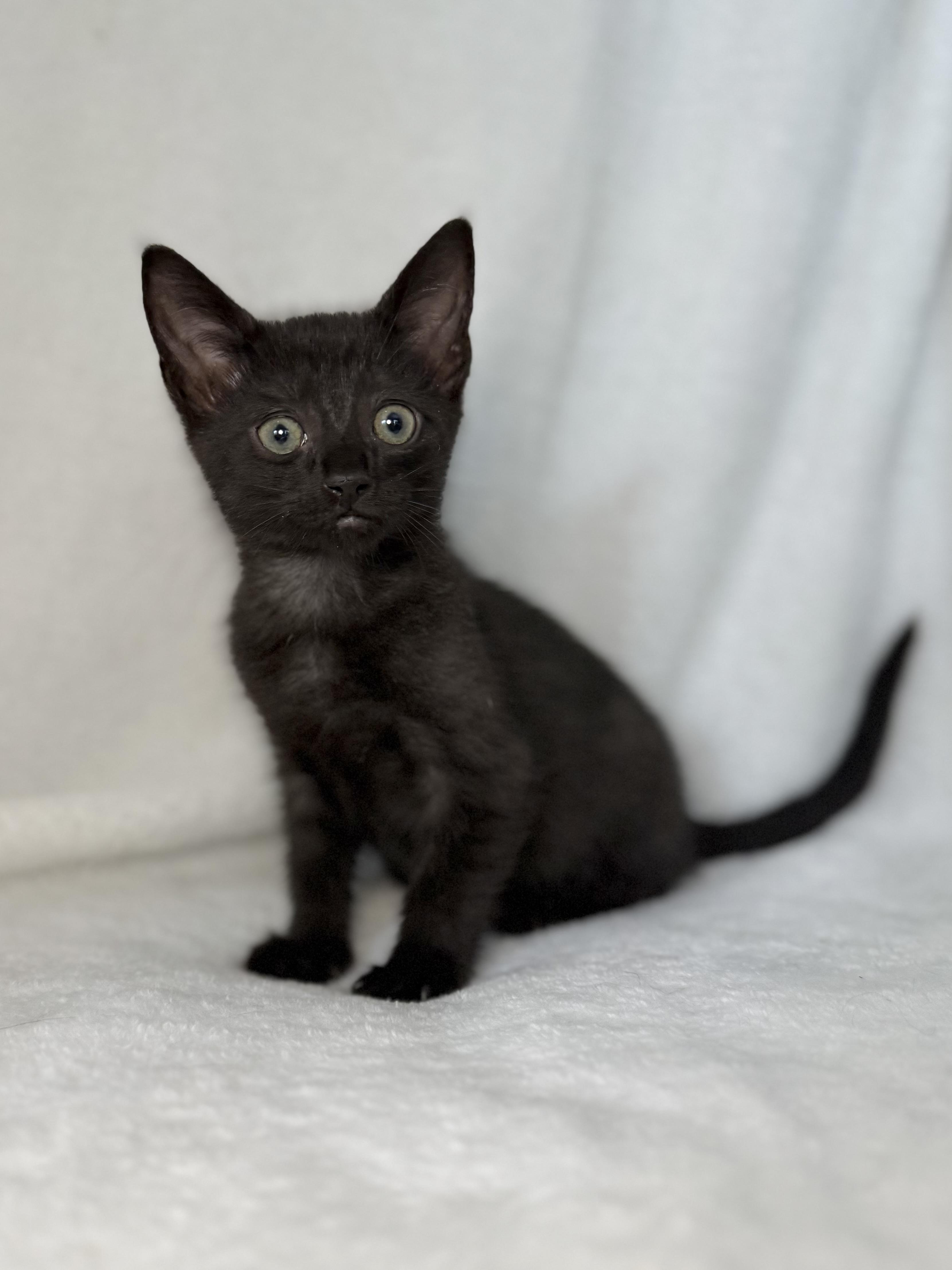 Enlarge Sweets, a Adoptable Domestic Short Hair in Greensboro, NC image 4/4