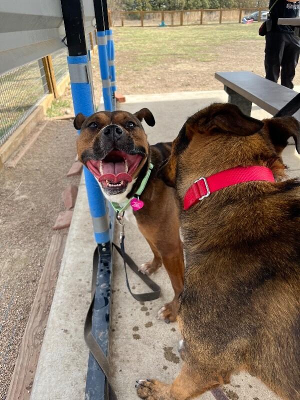 Enlarge Nessie, a Adoptable mixed breed in Fort Collins, CO image 1/6