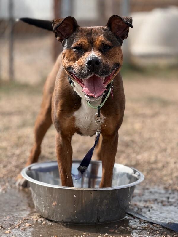 Enlarge Nessie, a Adoptable mixed breed in Fort Collins, CO image 5/6