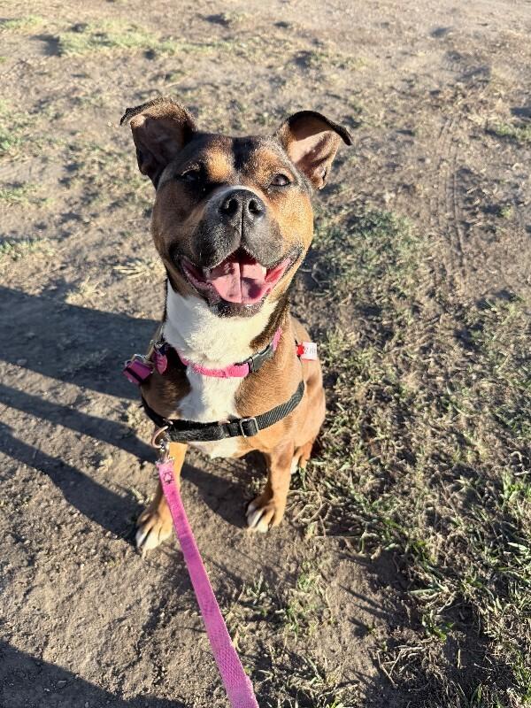 Enlarge Nessie, a Adoptable mixed breed in Fort Collins, CO image 2/6