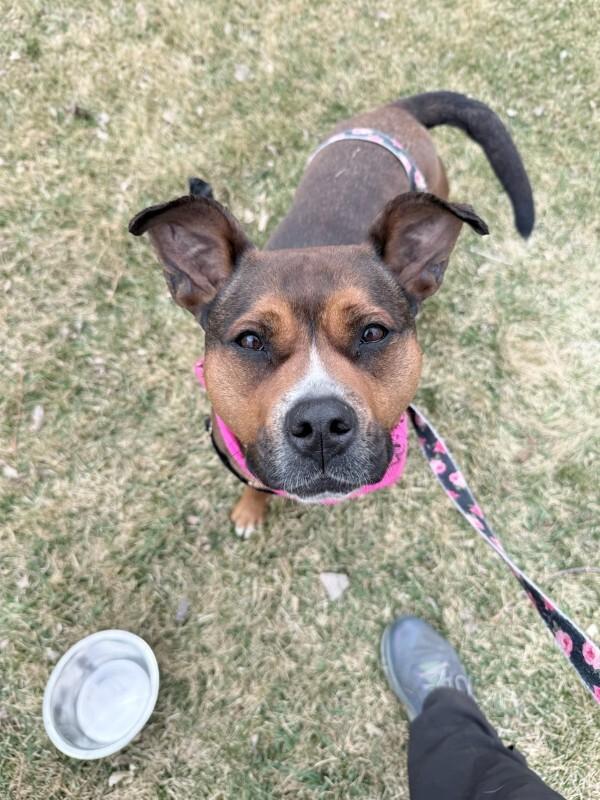 Enlarge Nessie, a Adoptable mixed breed in Fort Collins, CO image 3/6