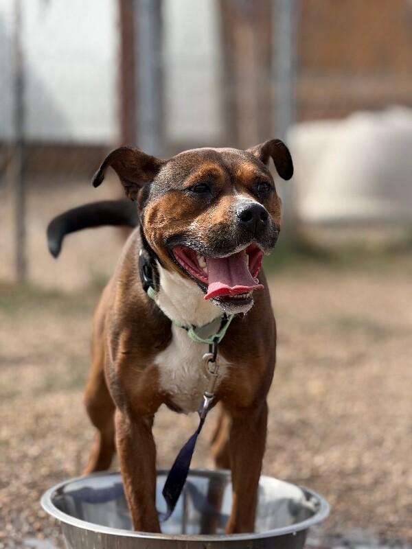 Enlarge Nessie, a Adoptable mixed breed in Fort Collins, CO image 6/6
