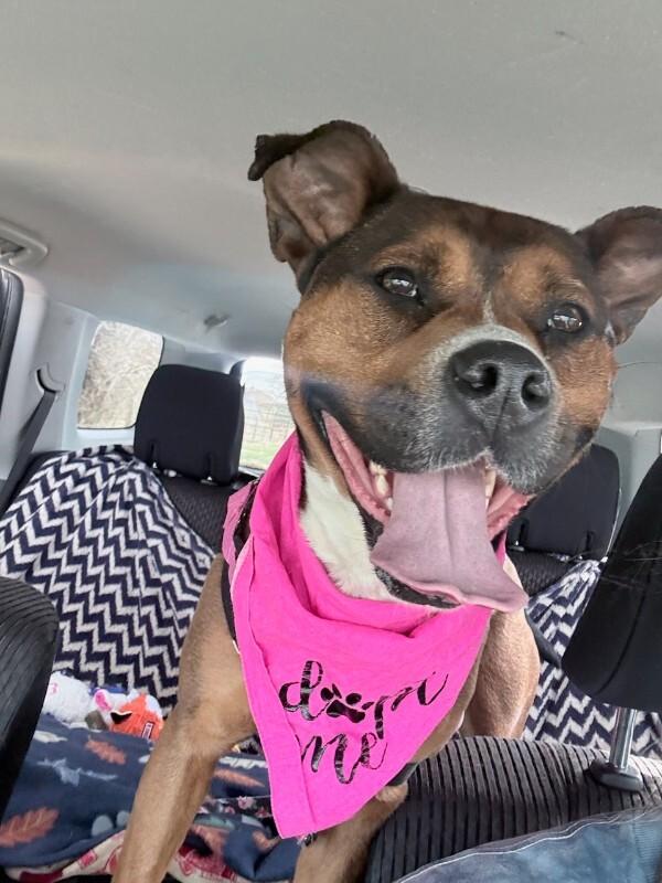 Enlarge Nessie, a Adoptable mixed breed in Fort Collins, CO image 4/6