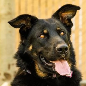 Enlarge Onyx, an adopted German Shepherd Dog in Santa Cruz, CA image 2/4