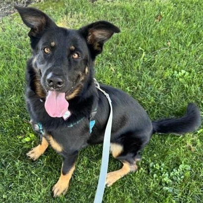 Enlarge Onyx, an adopted German Shepherd Dog in Santa Cruz, CA image 4/4