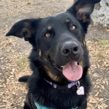 Onyx, adopted, Adult Female German Shepherd Dog.