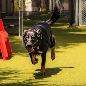 Enlarge Onyx, an adopted German Shepherd Dog in Santa Cruz, CA image 3/4