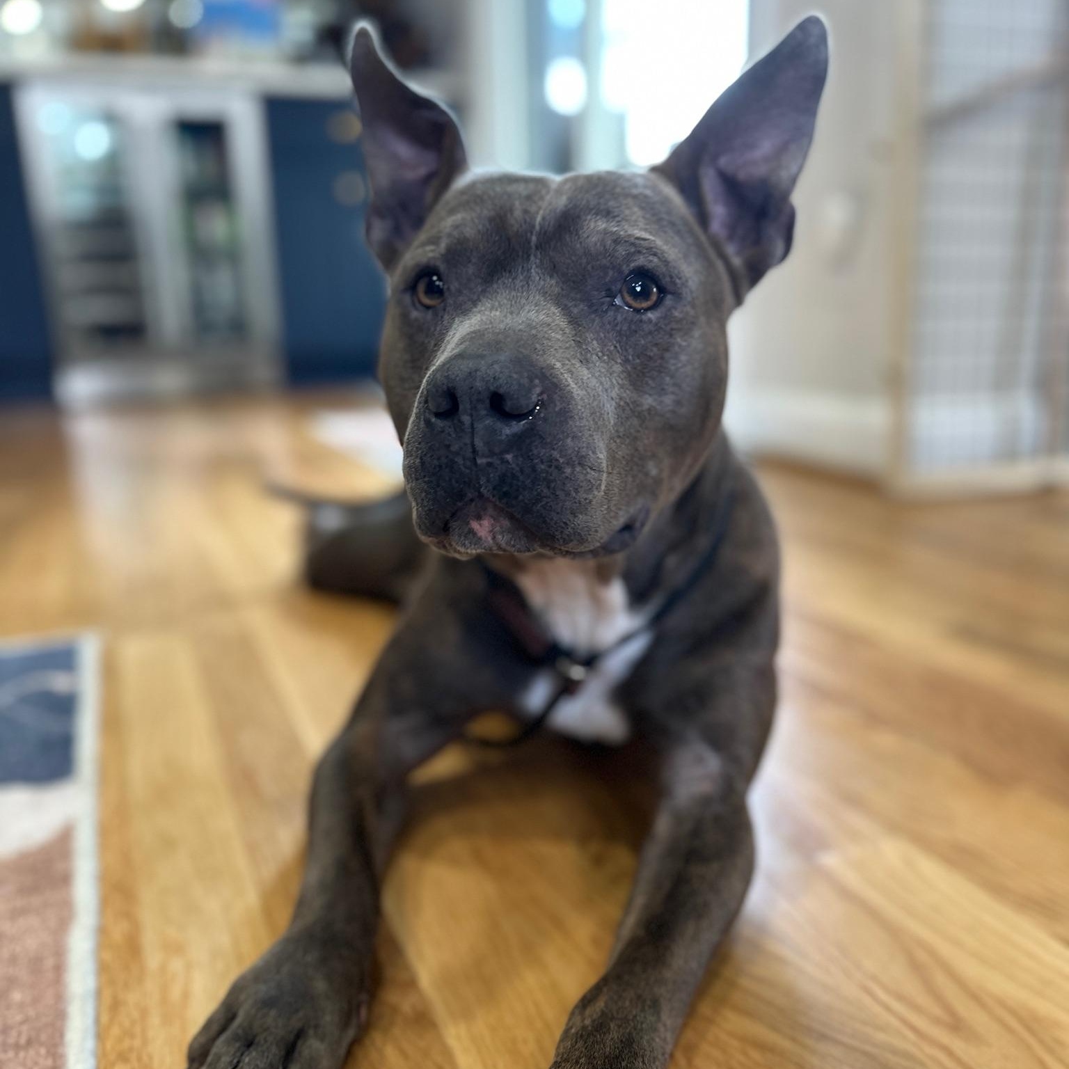 Enlarge Wallace, an adopted mixed breed in Charlotte, NC image 3/5