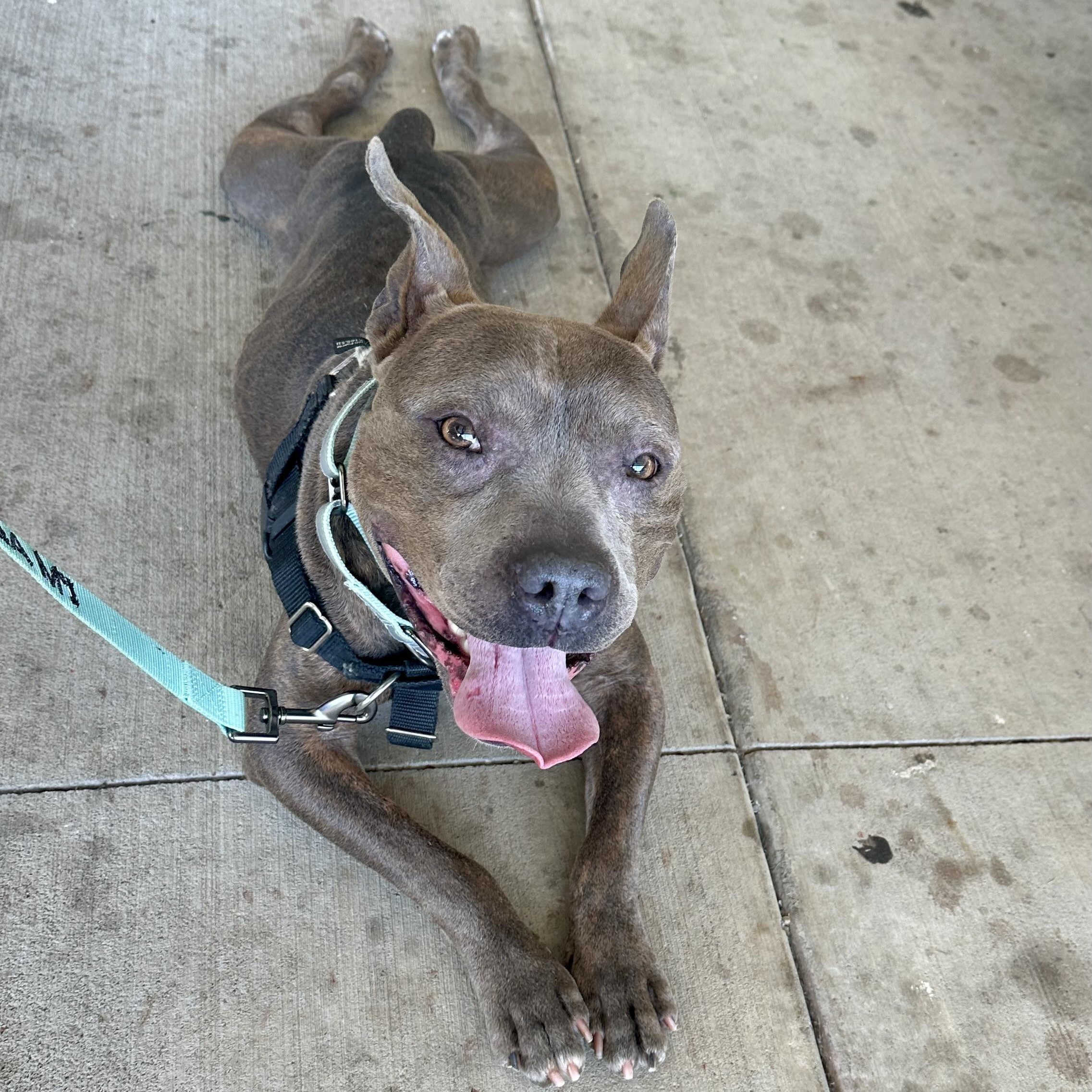 Wallace, adopted, Adult Male American Staffordshire Terrier.