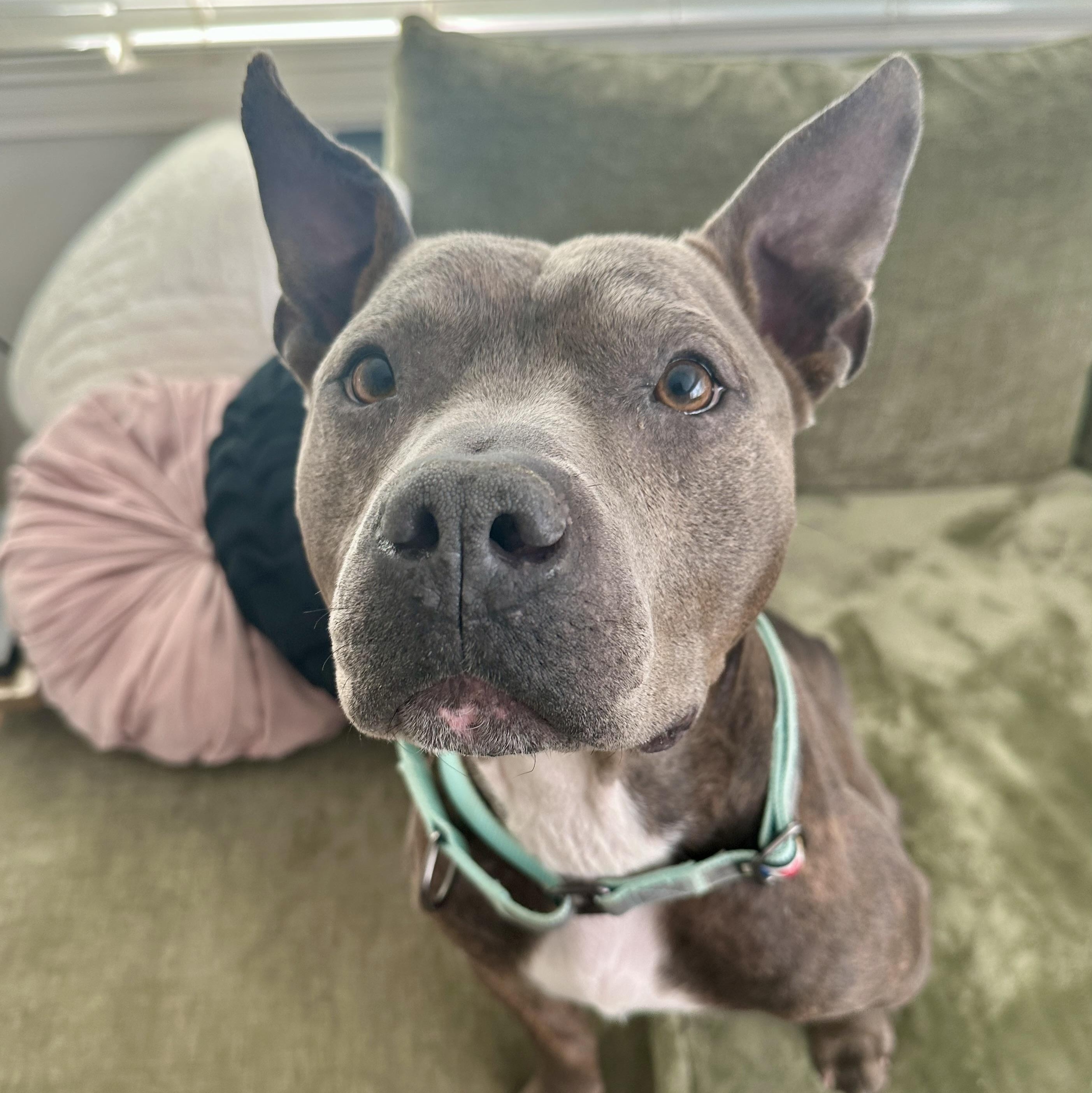 Enlarge Wallace, an adopted mixed breed in Charlotte, NC image 5/5