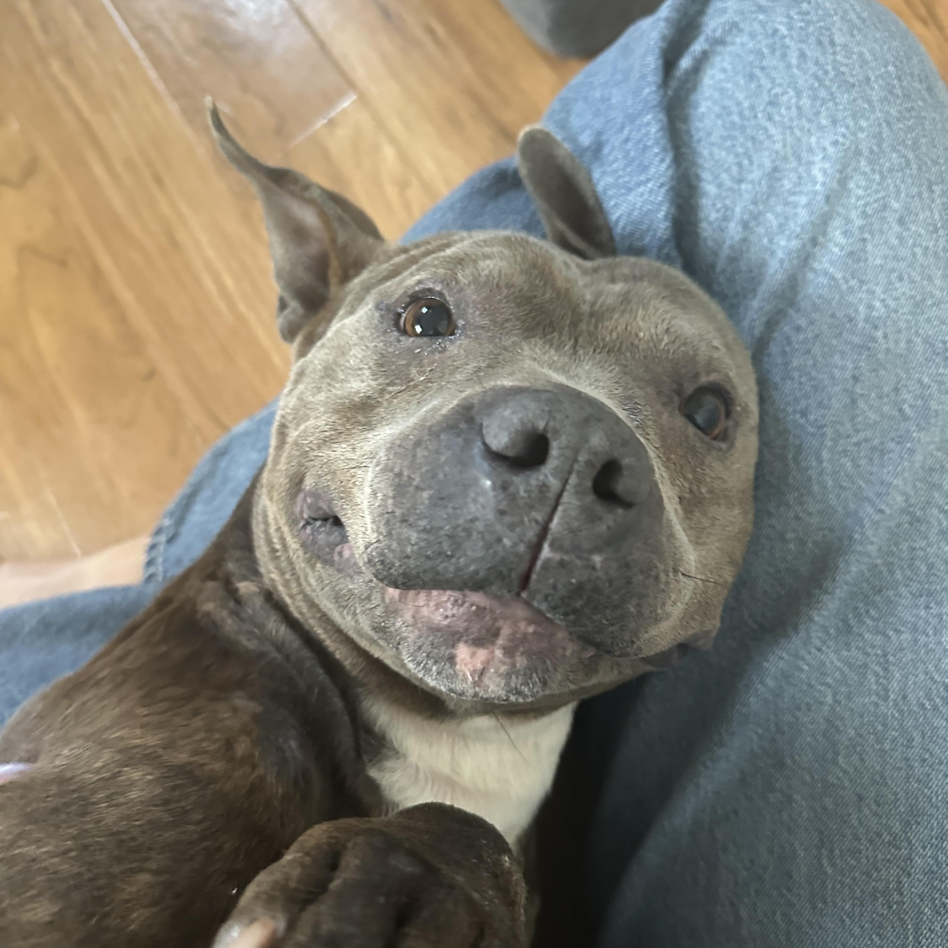 Enlarge Wallace, an adopted mixed breed in Charlotte, NC image 2/5