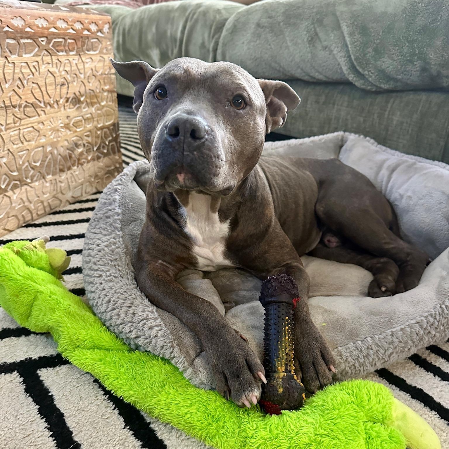 Enlarge Wallace, an adopted mixed breed in Charlotte, NC image 4/5