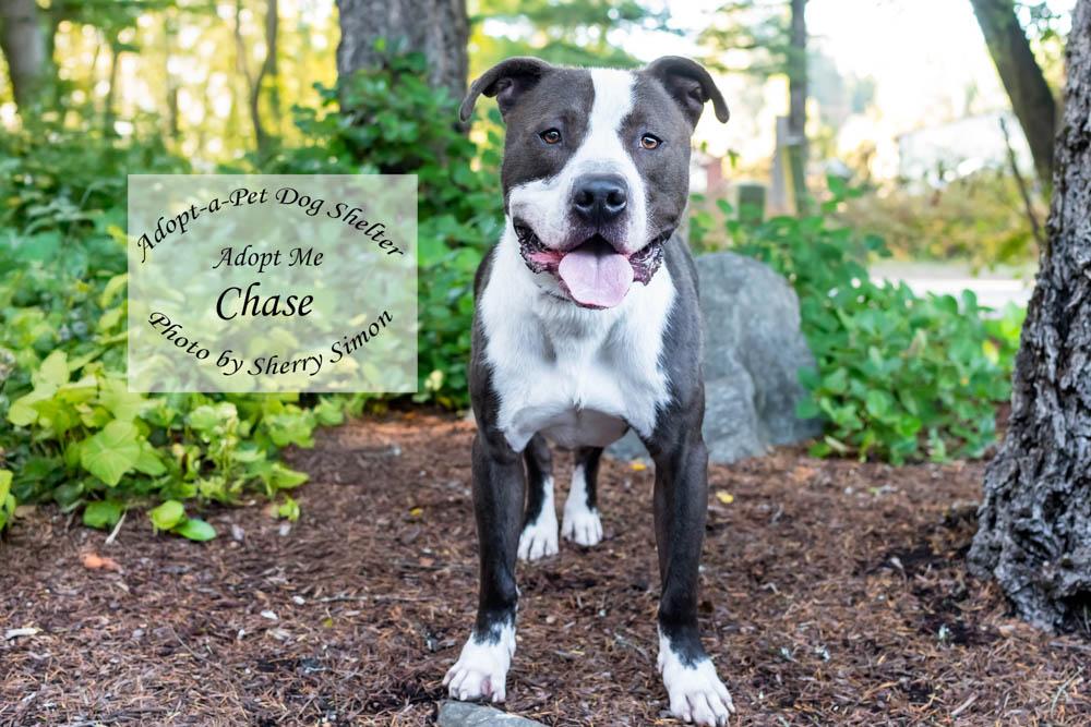 CHASE, an adoptable Pit Bull Terrier, American Staffordshire Terrier in Shelton, WA, 98584 | Photo Image 2