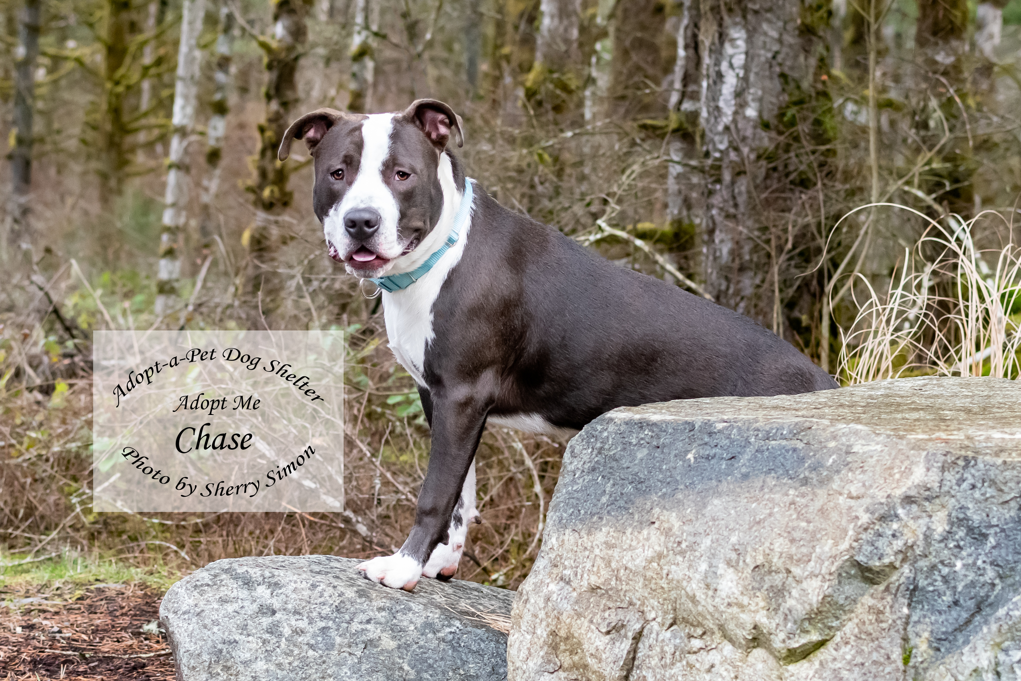 CHASE photo 2