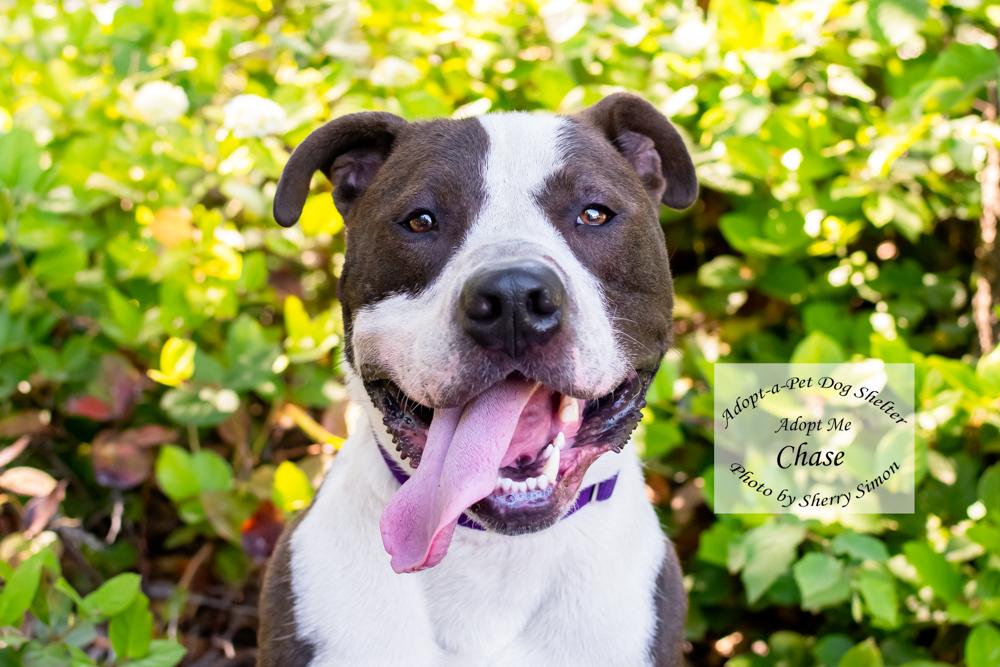 CHASE, adoptable, Adult Male Pit Bull Terrier.