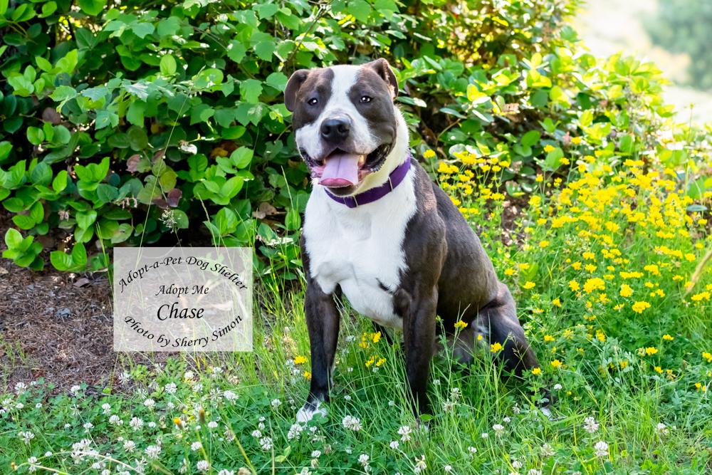 Enlarge CHASE, an adoptable Pit Bull Terrier in Shelton, WA image 3/6