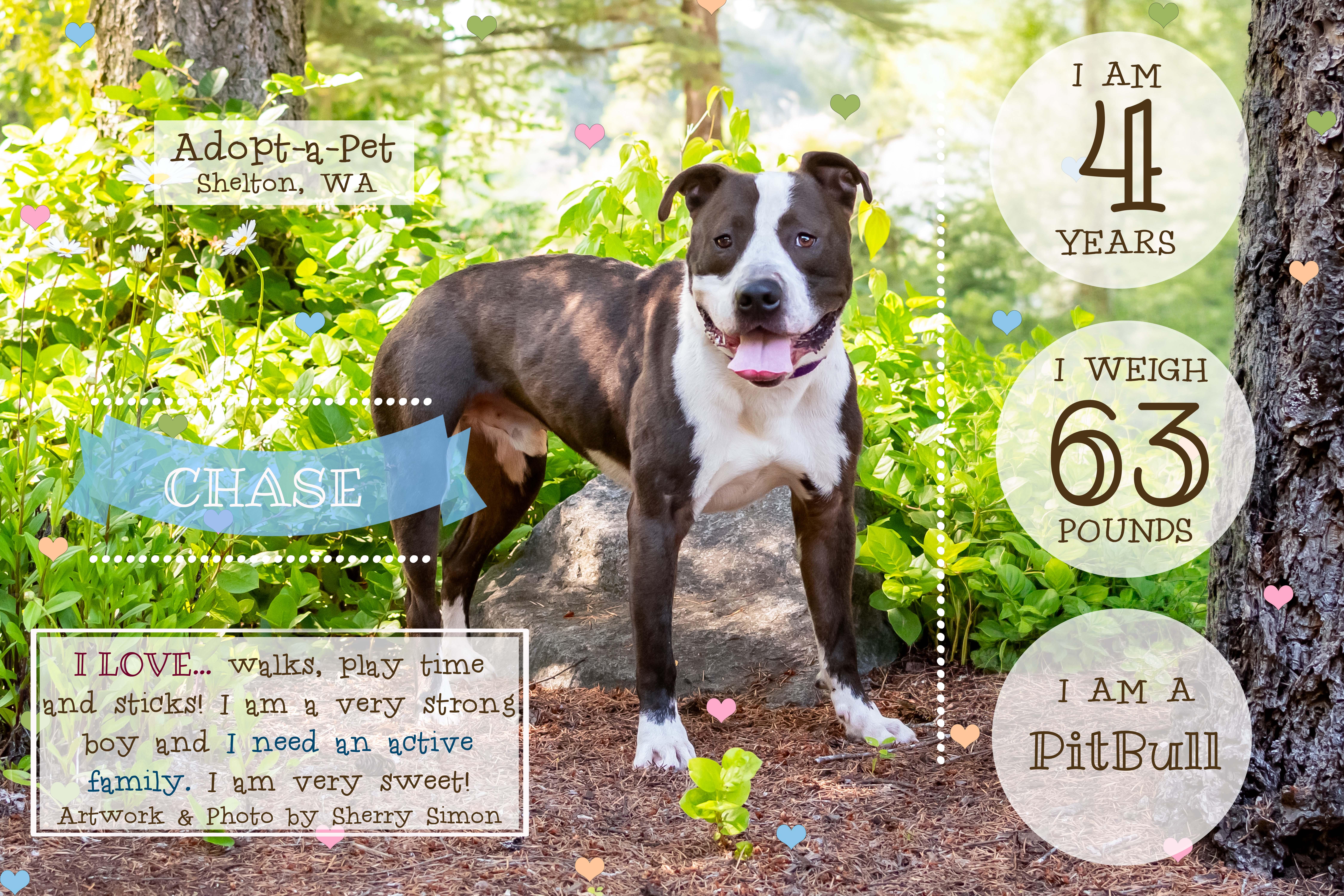 Enlarge CHASE, an adoptable Pit Bull Terrier in Shelton, WA image 2/6