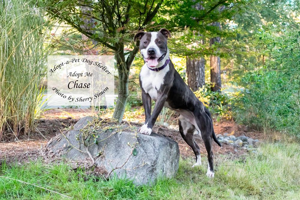 CHASE, a Adoptable mixed breed in Shelton, WA image 2/6