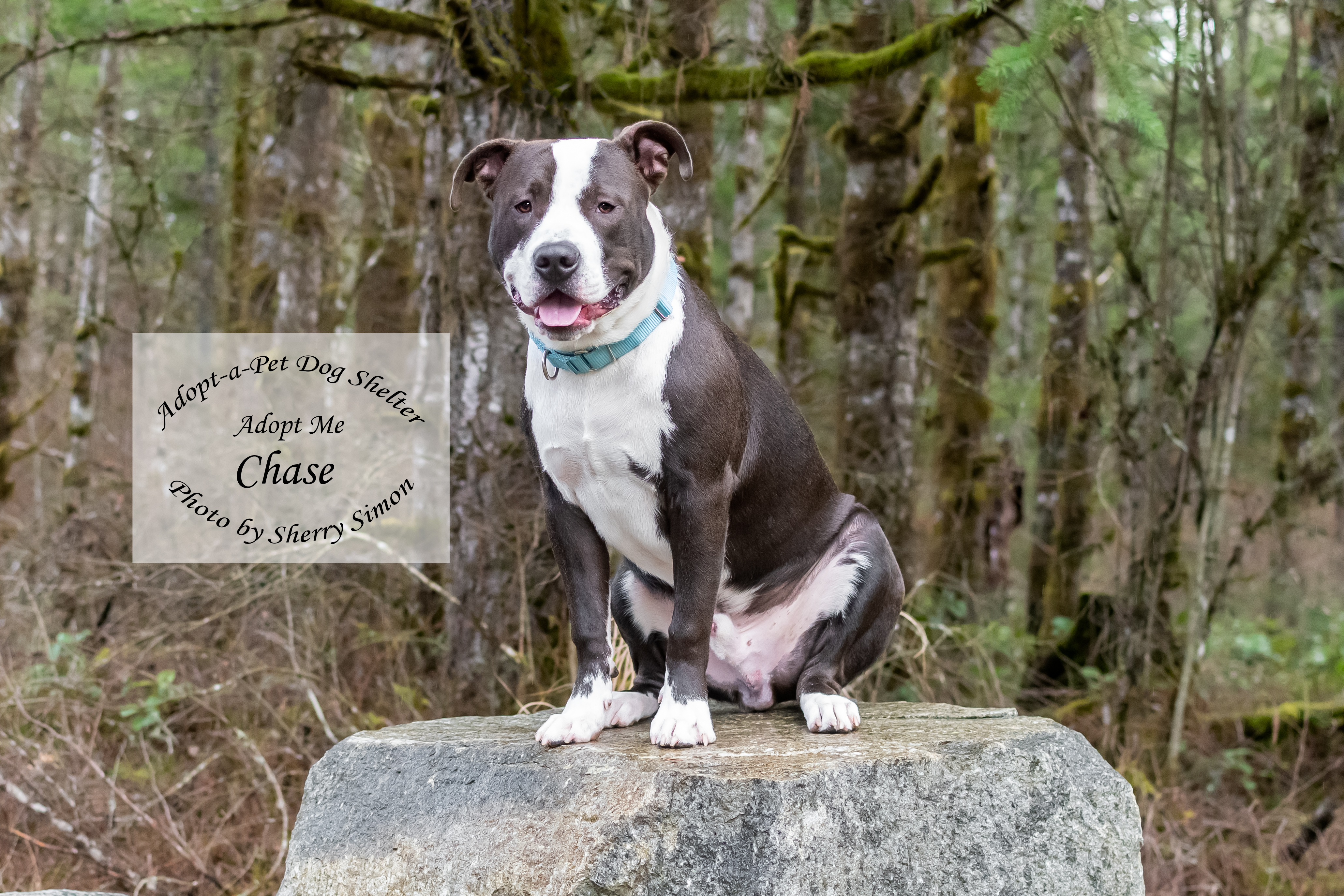 CHASE photo 3