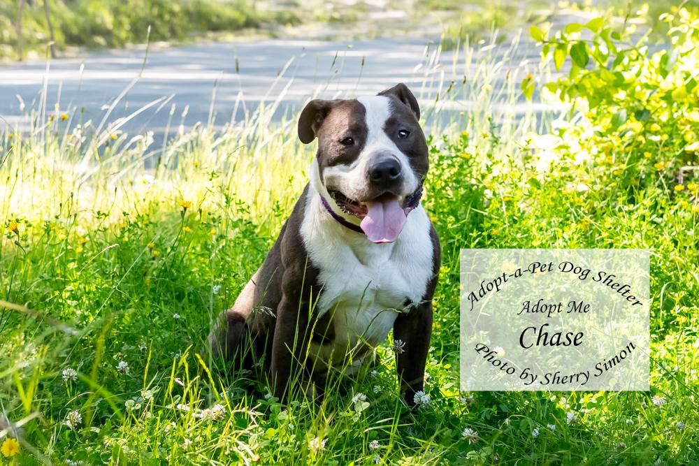 Enlarge CHASE, an adoptable Pit Bull Terrier in Shelton, WA image 4/6