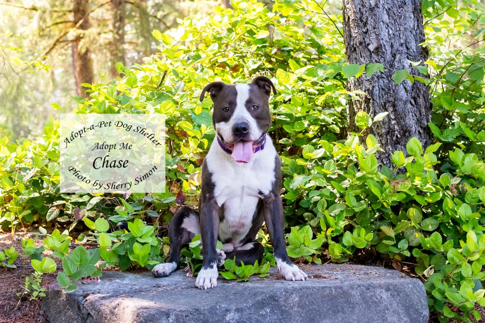 Enlarge CHASE, an adoptable Pit Bull Terrier in Shelton, WA image 5/6