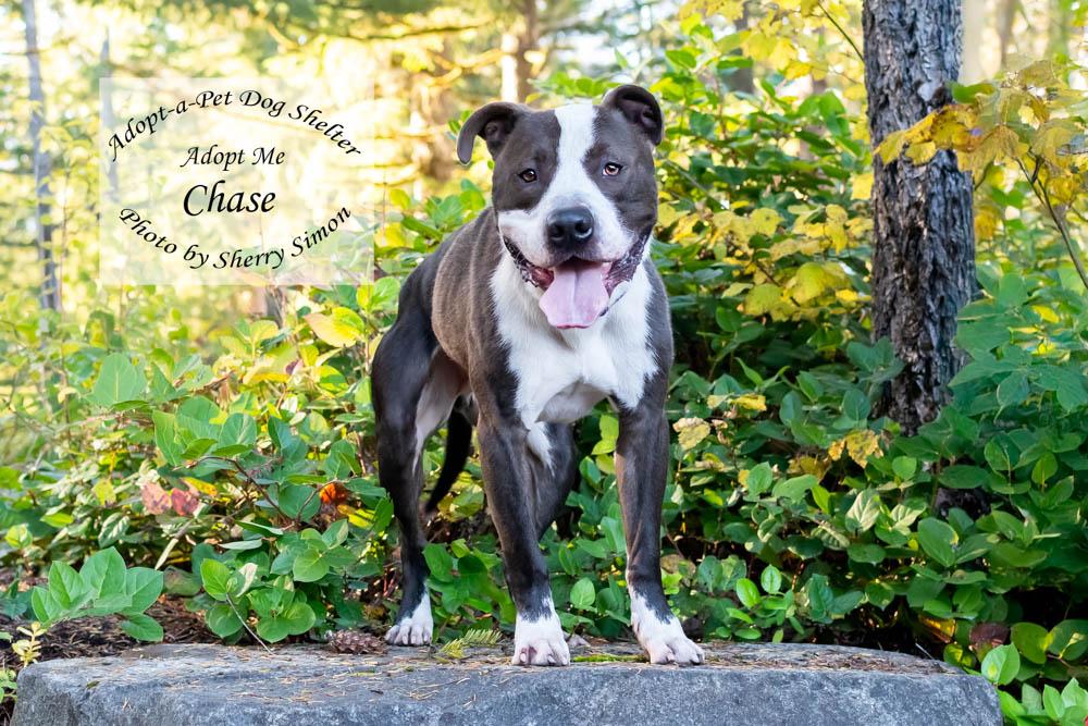 CHASE, an adoptable Pit Bull Terrier, American Staffordshire Terrier in Shelton, WA, 98584 | Photo Image 5
