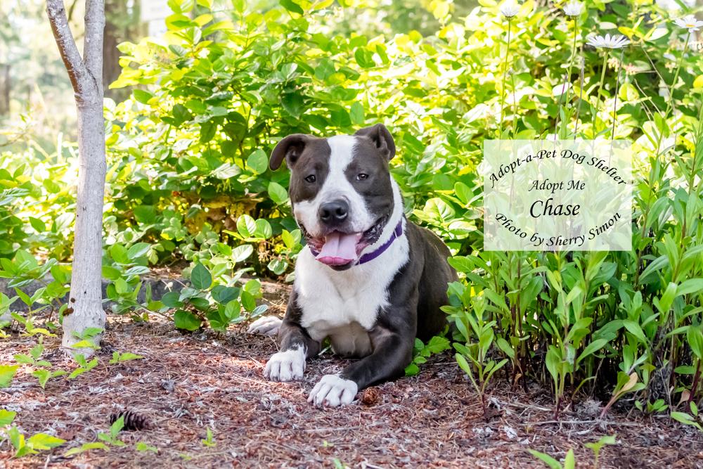 Enlarge CHASE, an adoptable Pit Bull Terrier in Shelton, WA image 6/6