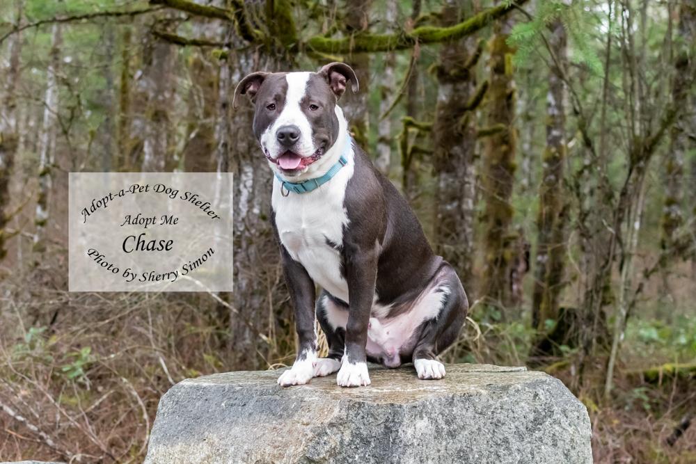 CHASE, an adoptable Pit Bull Terrier, American Staffordshire Terrier in Shelton, WA, 98584 | Photo Image 4