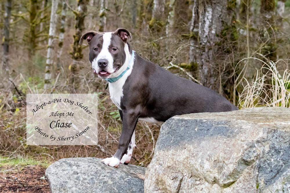 CHASE, an adoptable Pit Bull Terrier, American Staffordshire Terrier in Shelton, WA, 98584 | Photo Image 3