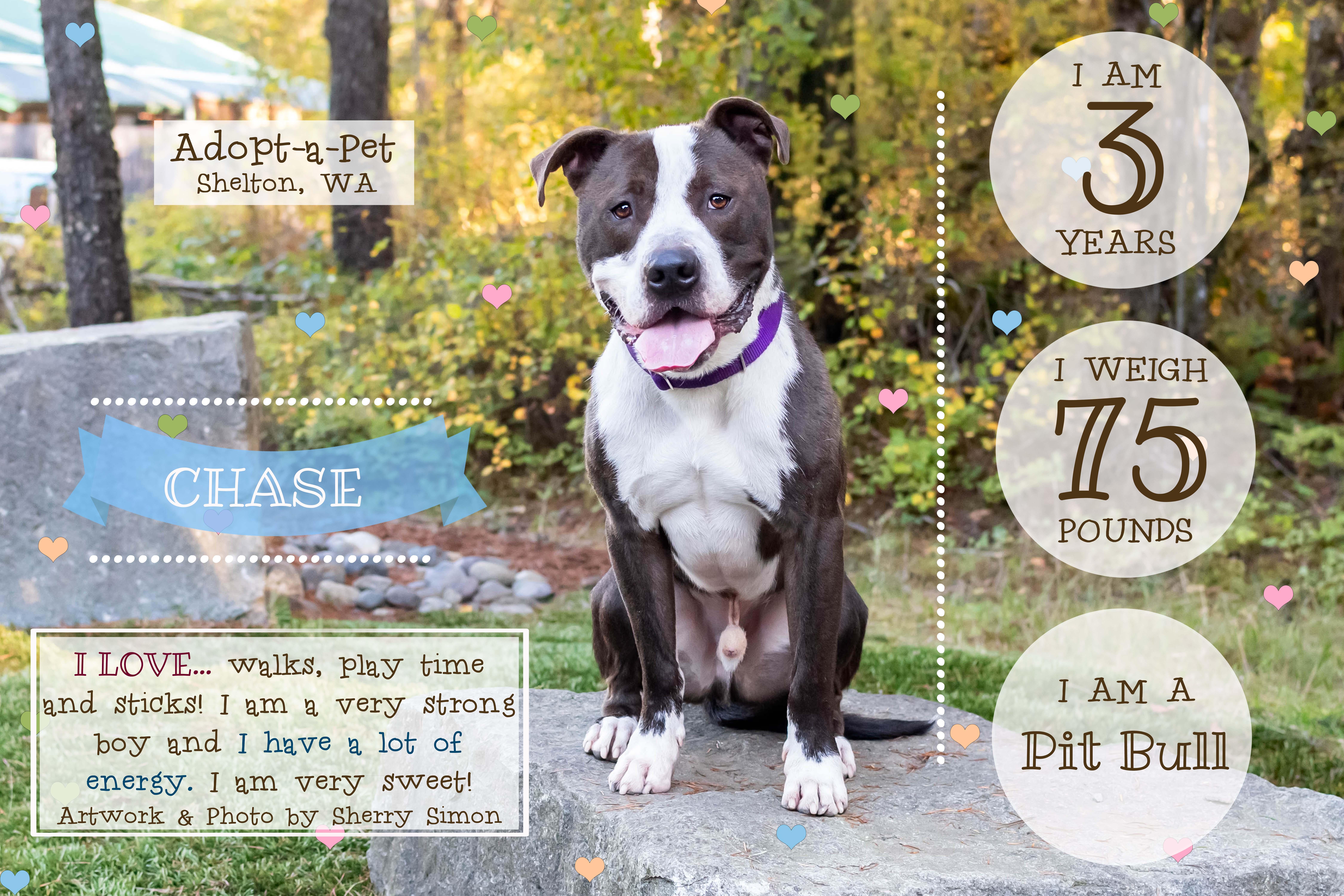 CHASE, an adoptable Pit Bull Terrier, American Staffordshire Terrier in Shelton, WA, 98584 | Photo Image 6