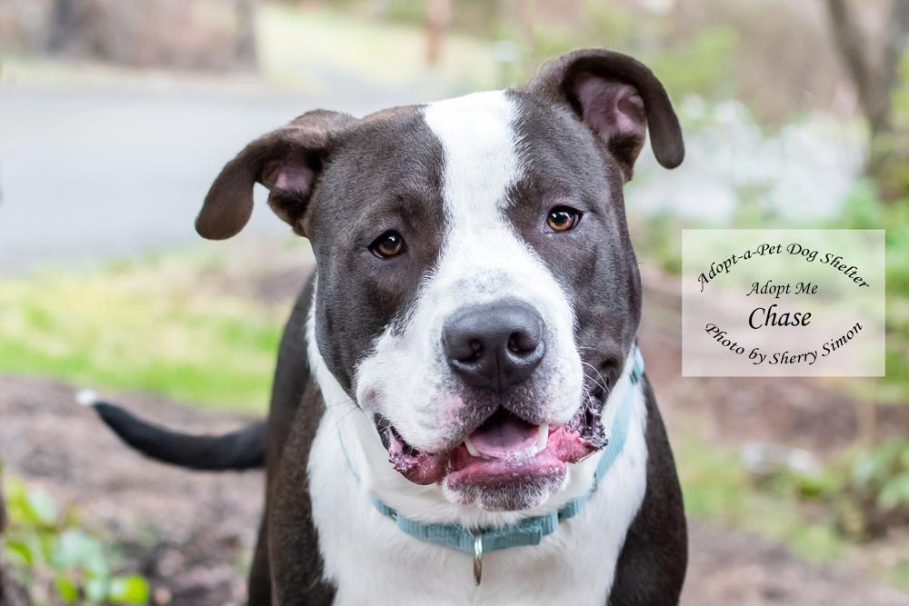 CHASE, an adoptable Pit Bull Terrier, American Staffordshire Terrier in Shelton, WA, 98584 | Photo Image 1