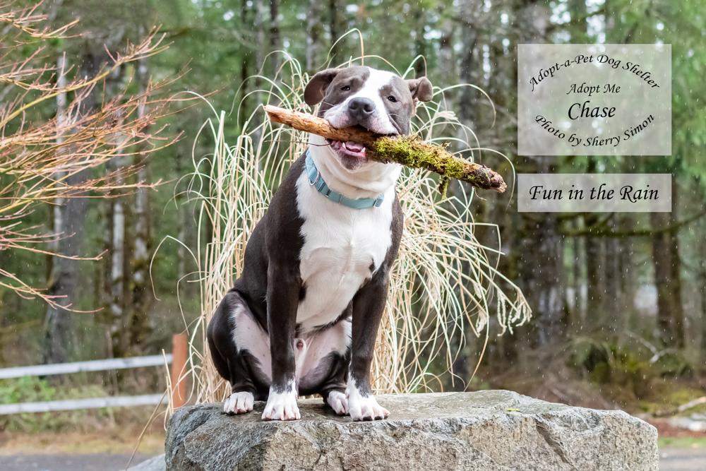 CHASE, an adoptable Pit Bull Terrier, American Staffordshire Terrier in Shelton, WA, 98584 | Photo Image 6