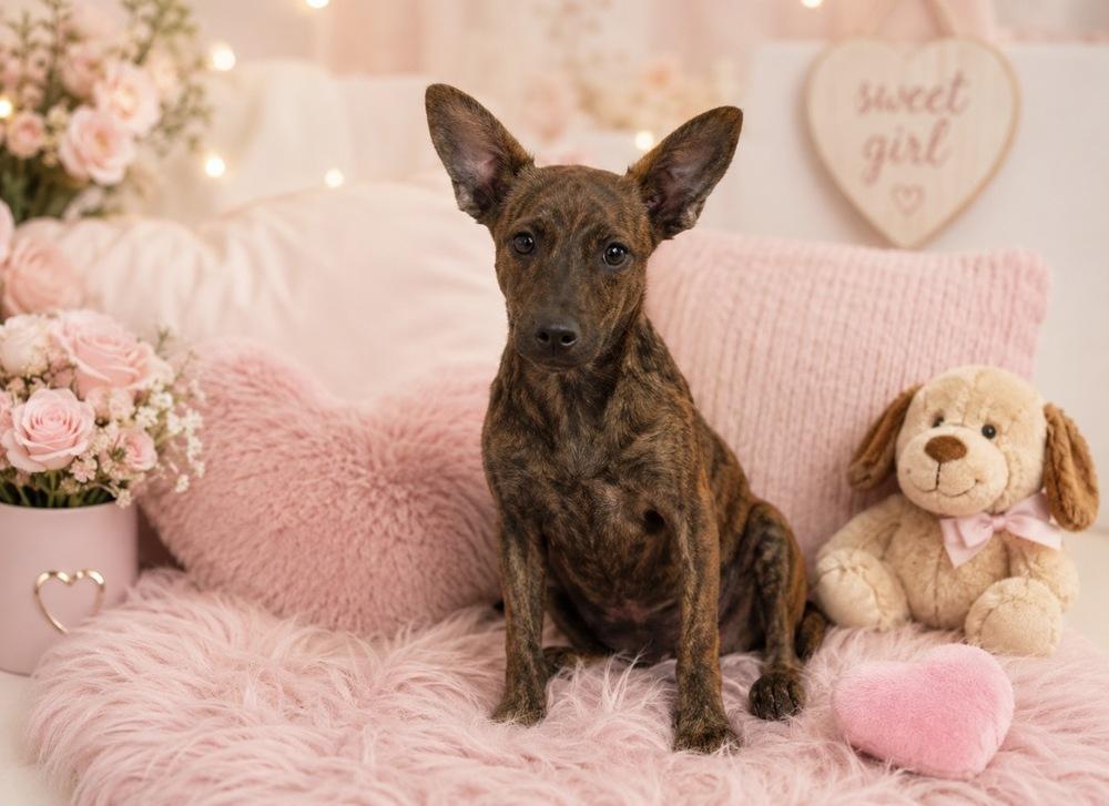 Enlarge Muffin, a Adoptable mixed breed in Cedartown, GA image 1/1