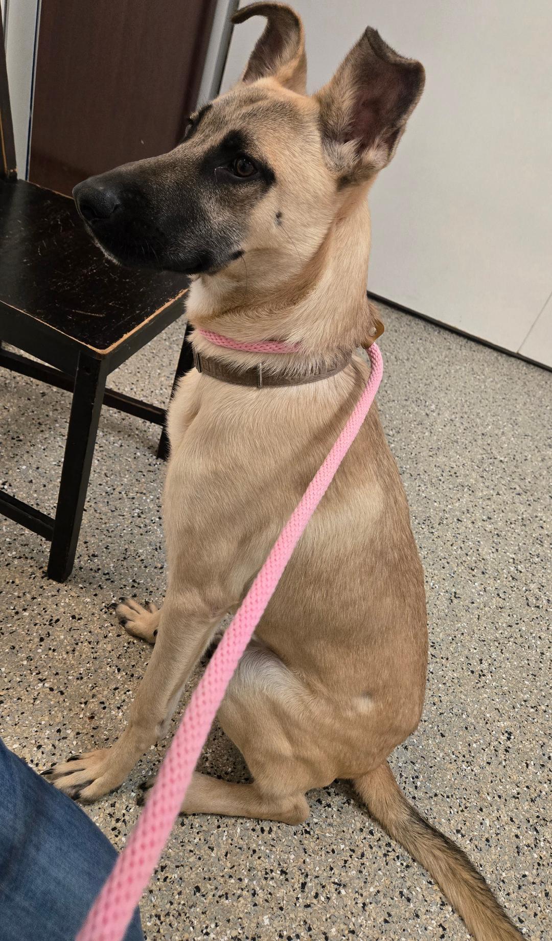 Enlarge Enzo, an adopted mixed breed in Phoenixville, PA image 2/3