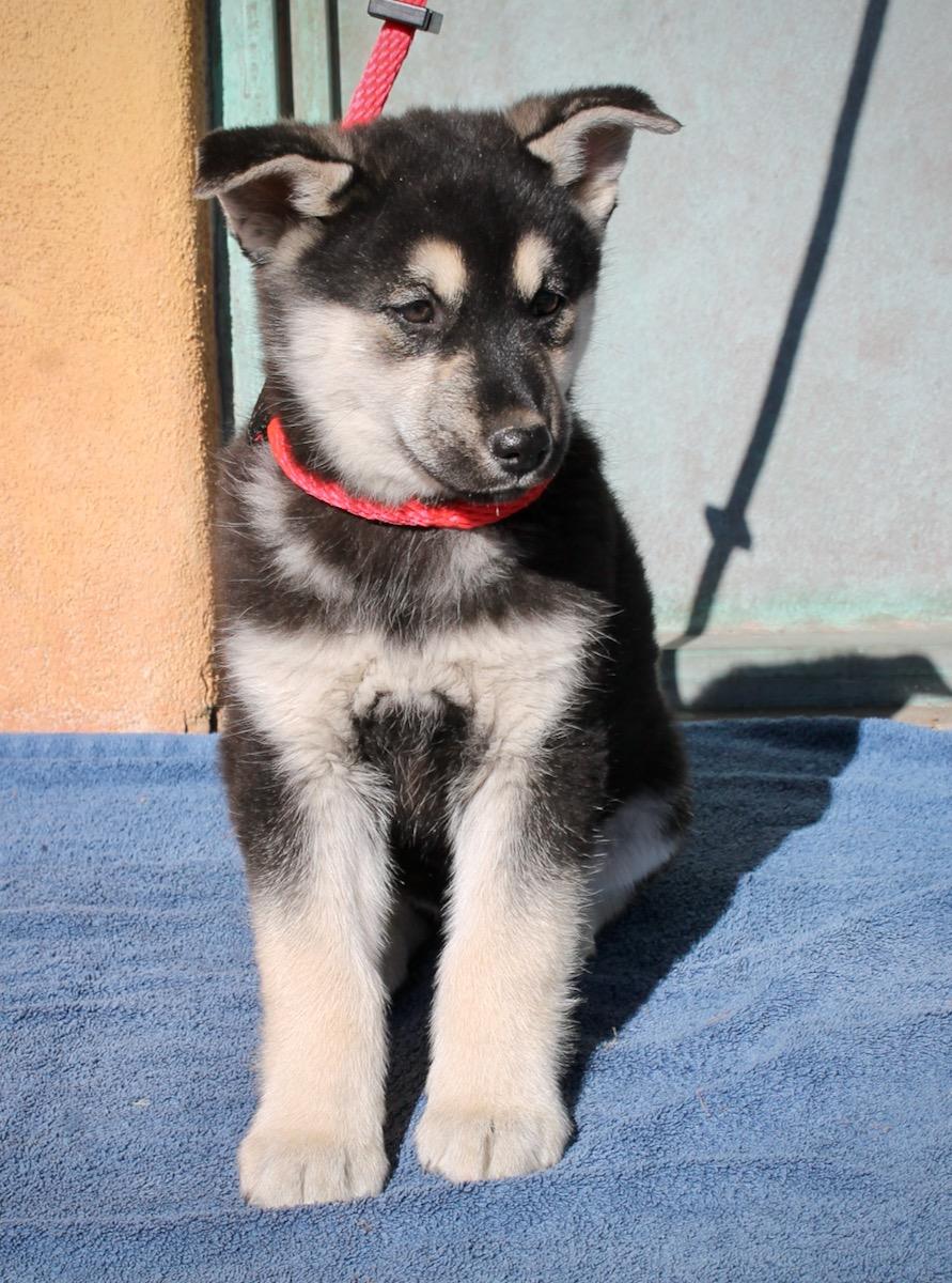 Enlarge Foxy, a ADOPTABLE mixed breed in Albuquerque, NM image 1/6