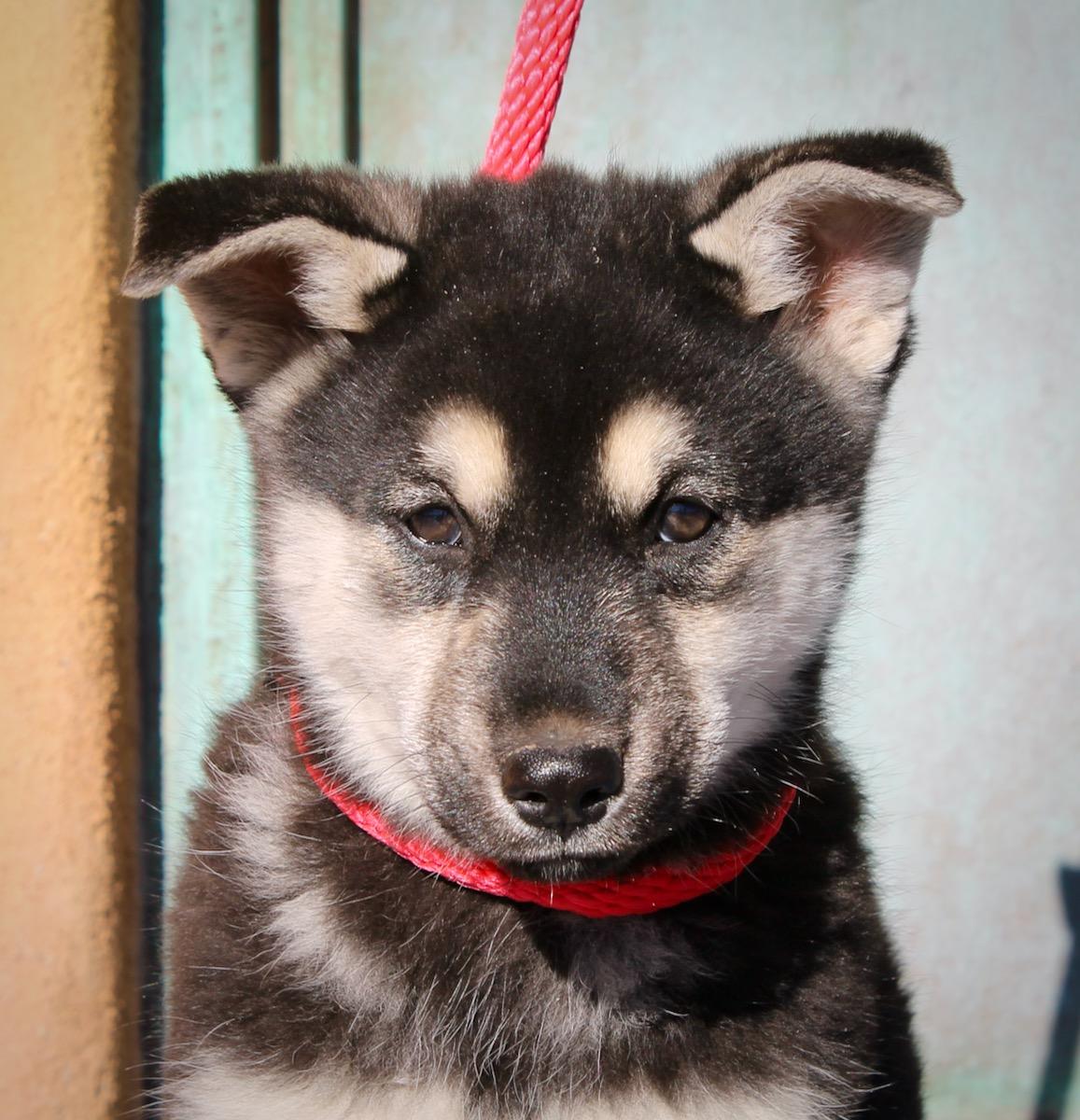 Enlarge Foxy, a ADOPTABLE mixed breed in Albuquerque, NM image 2/6