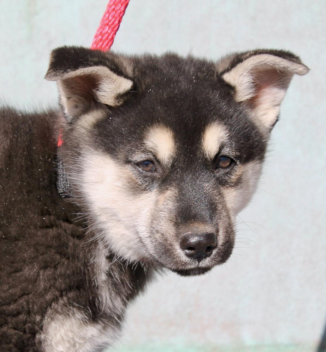 Enlarge Foxy, a ADOPTABLE mixed breed in Albuquerque, NM image 4/6
