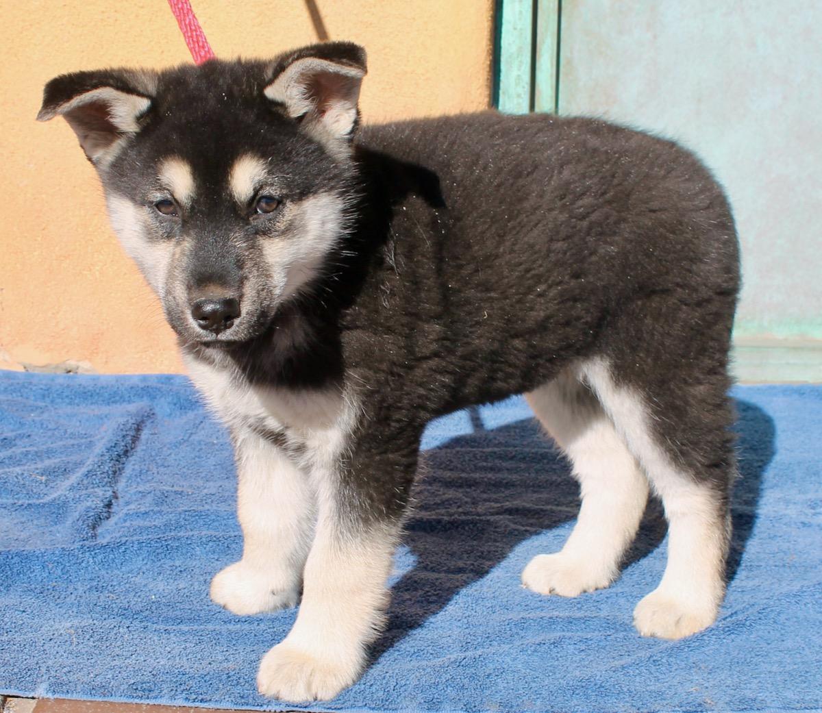 Enlarge Foxy, a ADOPTABLE mixed breed in Albuquerque, NM image 3/6