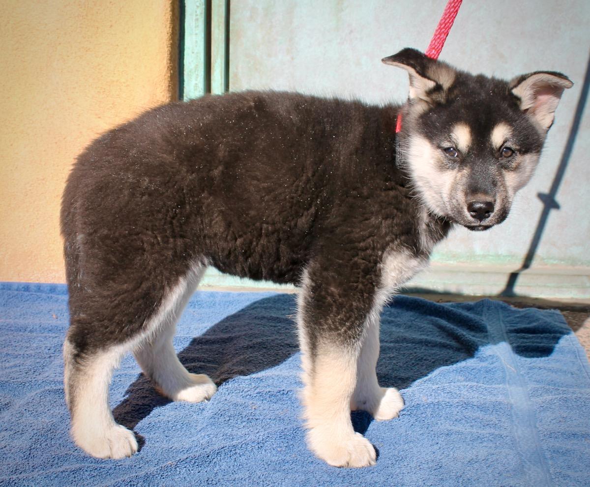 Enlarge Foxy, a ADOPTABLE mixed breed in Albuquerque, NM image 5/6