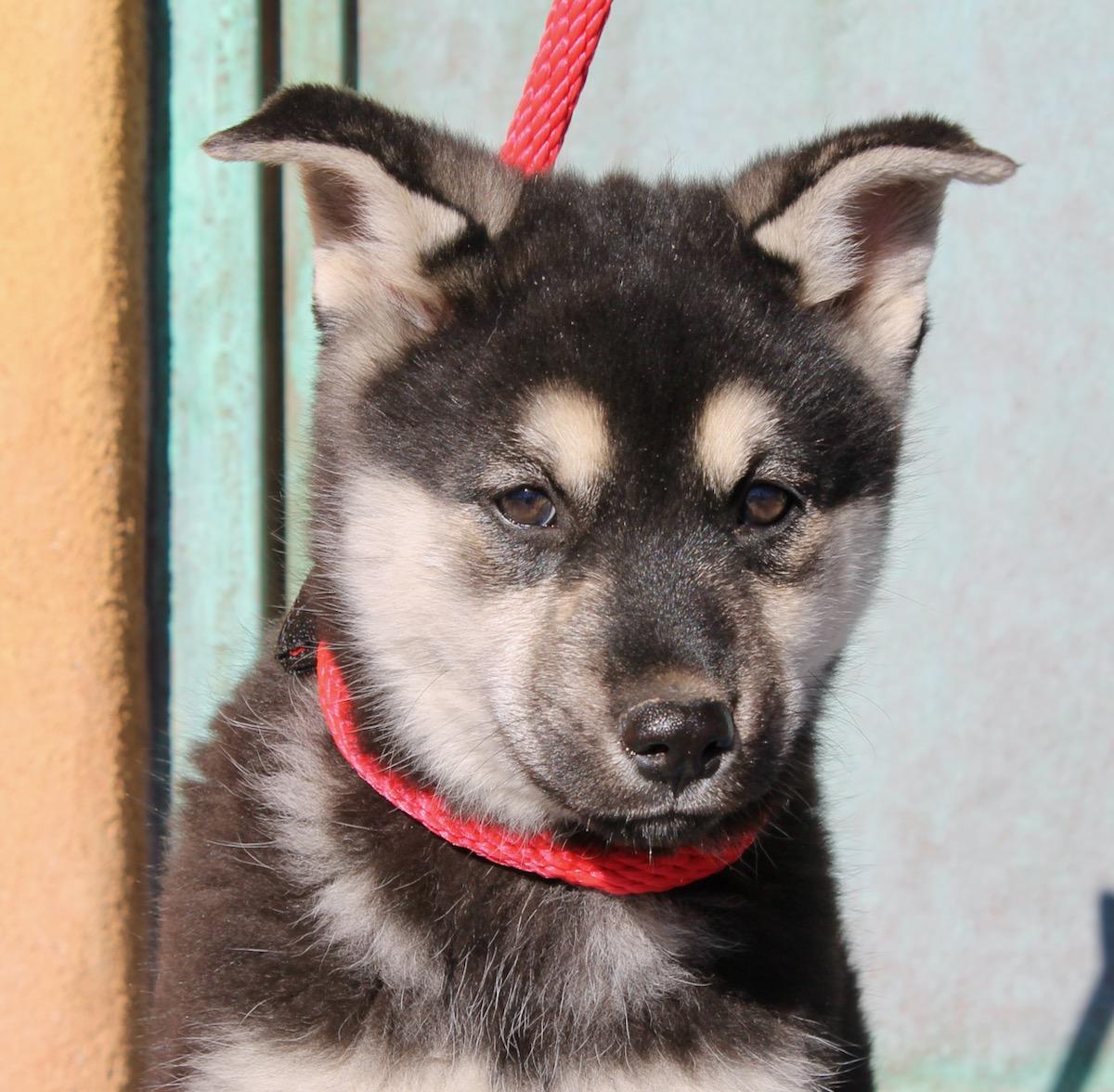 Enlarge Foxy, a ADOPTABLE mixed breed in Albuquerque, NM image 6/6