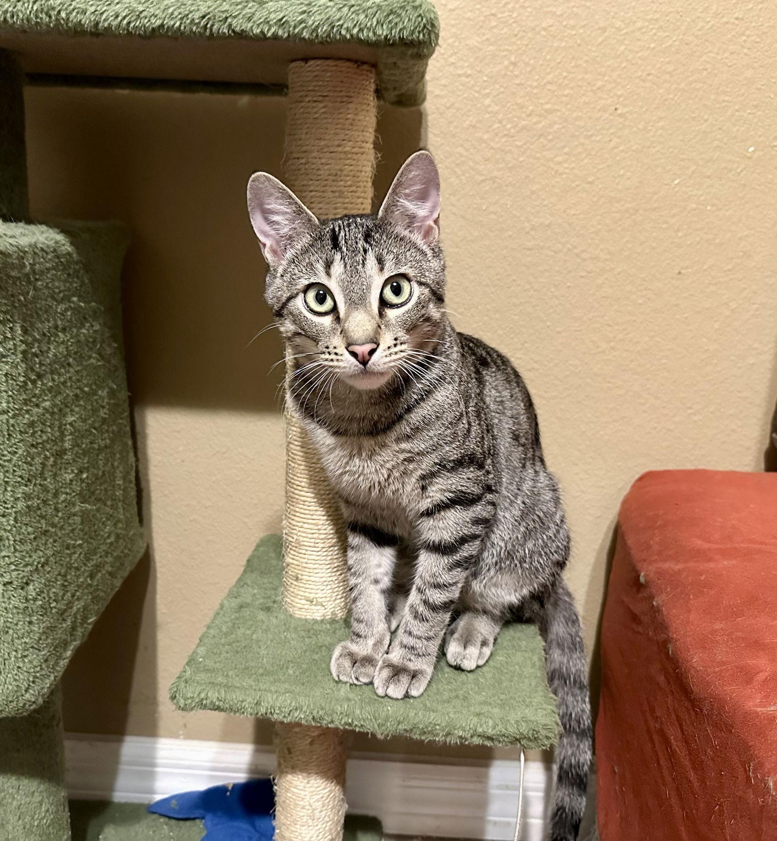 Enlarge Rafa, a Adoptable Domestic Short Hair in Longwood, FL image 1/3