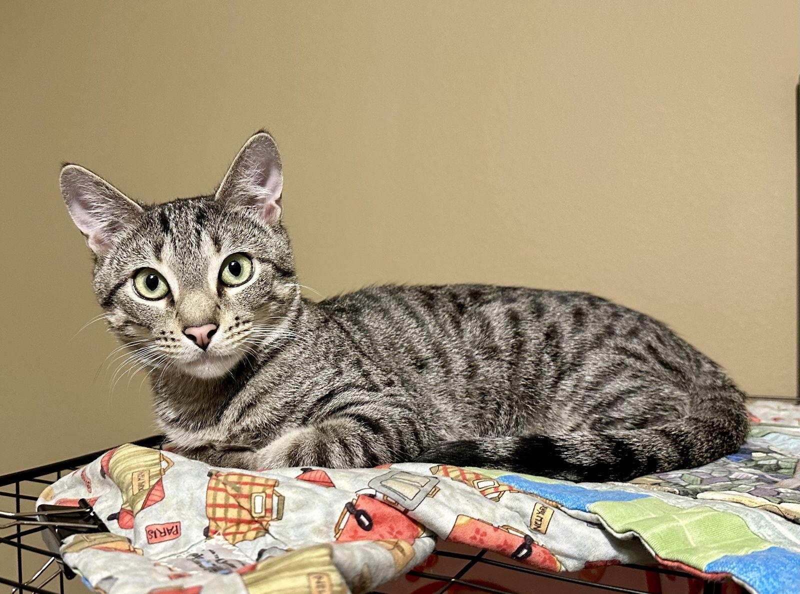 Enlarge Rafa, a Adoptable Domestic Short Hair in Longwood, FL image 2/3