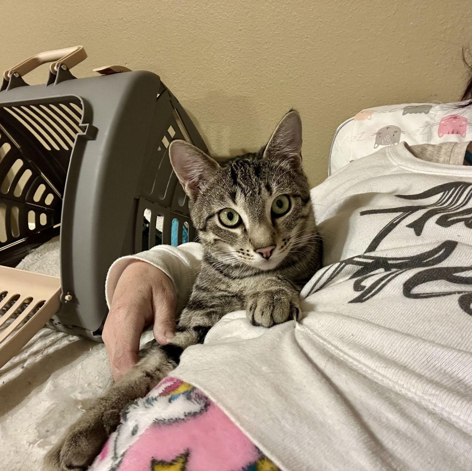 Rafa, Adoptable, Young Male Domestic Short Hair.