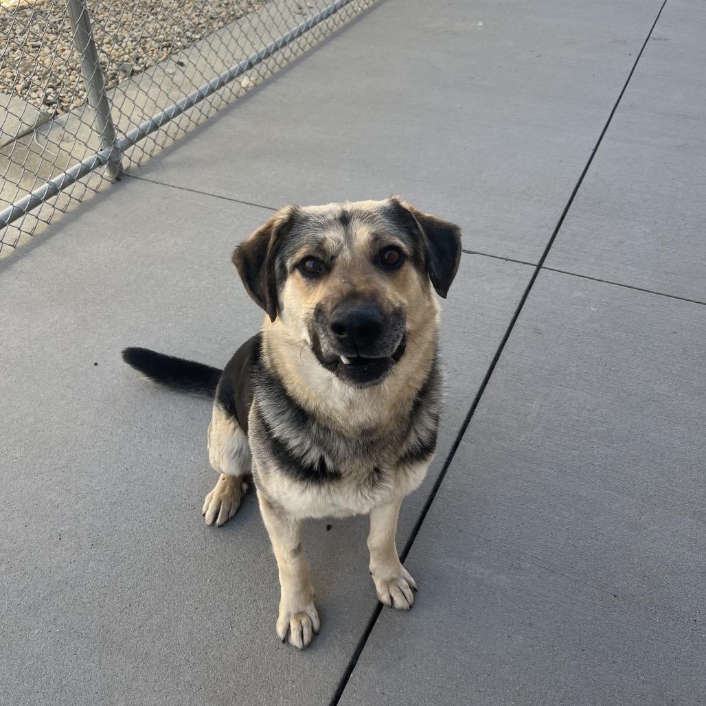 Duke, Adoptable, Adult Male Mixed Breed.